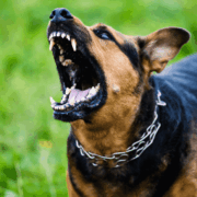 Illinois Dog Bite Laws