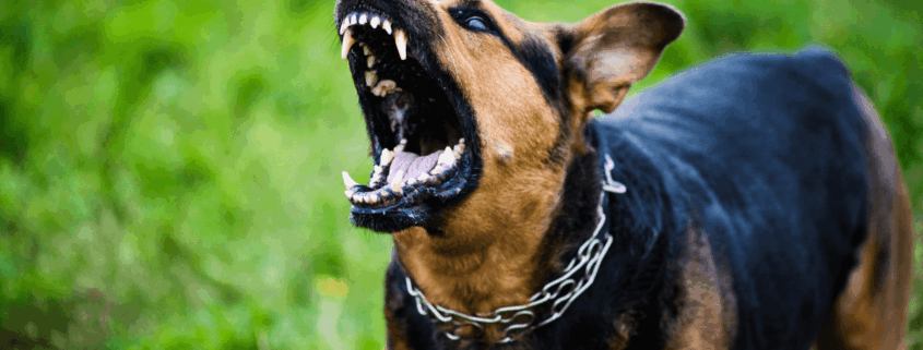 Illinois Dog Bite Laws